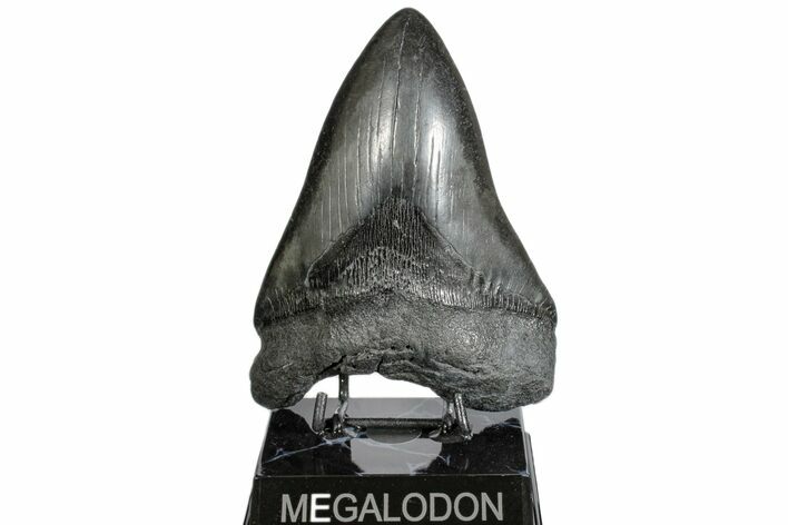 Giant, Fossil Megalodon Tooth - South Carolina #172273